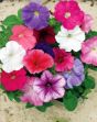 Picture of Unwins Seeds Petunia Celebrity Mix