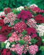 Picture of Unwins Sweet William Early Summer Scented