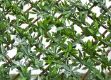 Picture of Wonderwall Green Acer Trellis 60cm x 180cm