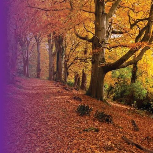 Picture for category Autumn🍁