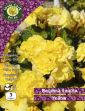 Picture of 3 X Begonia Double Yellow Prepack BDYPP