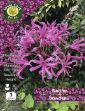 Picture of 3 X Nerine Bowdenii Prepack NBIPP