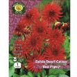 Picture of Dahlia Cactus Red Pigmy