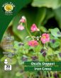 Picture of Oxalis Deppei Iron Cross 20 Bulb
