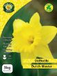 Picture of Daffodil Dutch Master 3kg Net