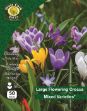 Picture of Crocus Large Flowering Mixed 50 Bulbs