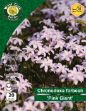 Picture of Chionodoxa Forbesii Pink Giant 20 Bulb