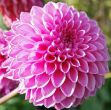 Picture of Dahlia Pompom Golden Scepter
