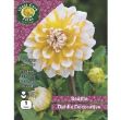 Picture of Dahlia Decorative Seattle
