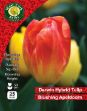 Picture of Tulip Single @Blushing Apeldoorn' 25 Bulbs