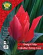 Picture of Tulip 'little Red Riding Hood' 25 Bulbs