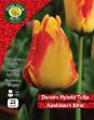 Picture of Tulip Single'apeldoorn's Elite' 25 Bulbs