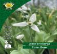 Picture of Galanthus Elwesii 'polar Bear' 3 Bulbs