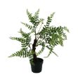 Picture of Y62.S45549 POTTED FERN PLANT