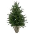 Picture of Y62.S45553 POTTED ROSEMARY TREE WITH BUDS