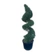 Picture of Ornamental Olive Tree Spiral 18Ltr Spice